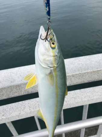 エソ特盛と半ツバス