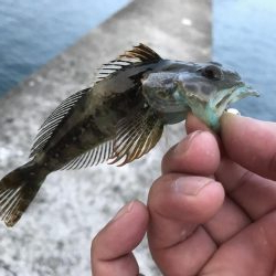 癒しのガッシー+クエ子