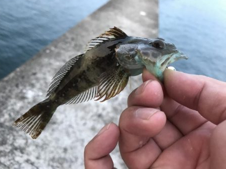 癒しのガッシー+クエ子