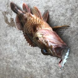 ダイソージグで4目達成