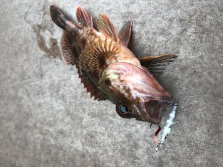 ダイソージグで4目達成