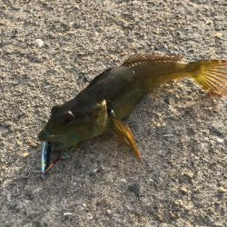 ダイソールアーでカンパチGET