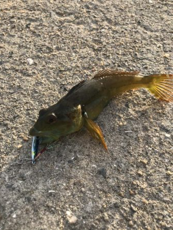 ダイソールアーでカンパチGET