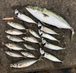 泉州丸さんでドカン