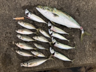 泉州丸さんでドカン