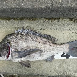 イチノ兄弟、釣果!