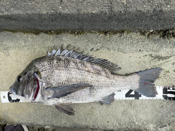 イチノ兄弟、釣果!