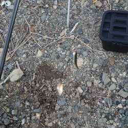 夕方の小鮎釣り