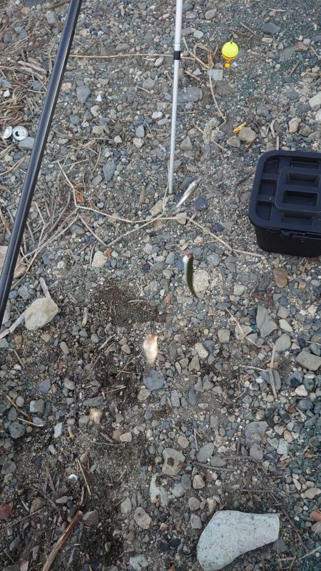 夕方の小鮎釣り