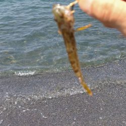 まるまると太ったキス