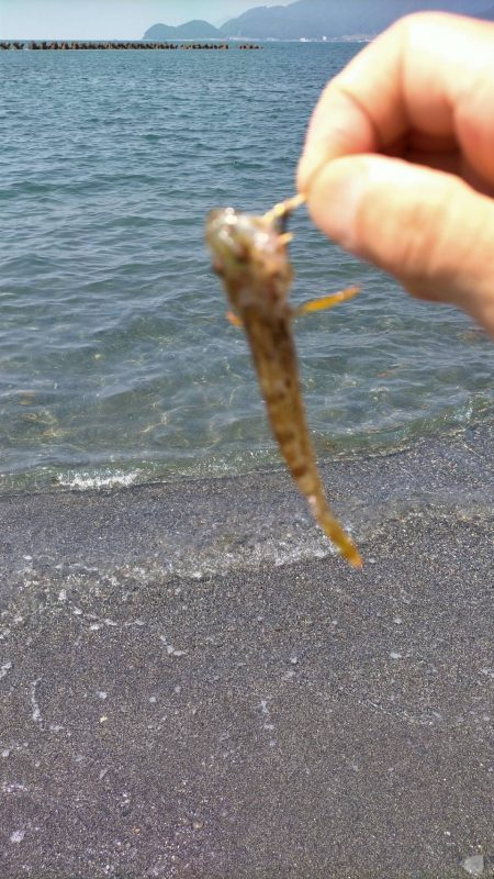 まるまると太ったキス