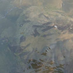 野洲川での友釣り