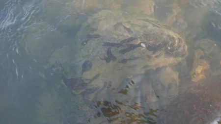 野洲川での友釣り