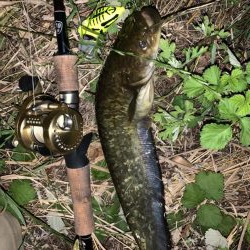 数年ぶりの淡水魚