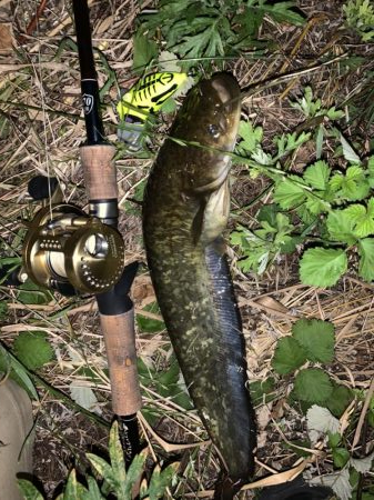 数年ぶりの淡水魚