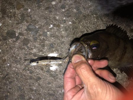 メバルプラッキング