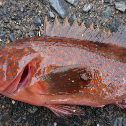 いつものロックフィッシュ