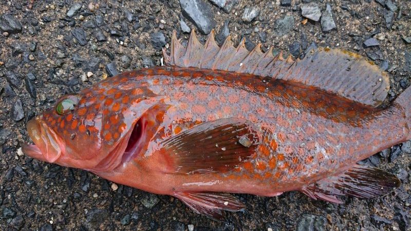 いつものロックフィッシュ