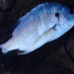 芦屋川河口シーバス