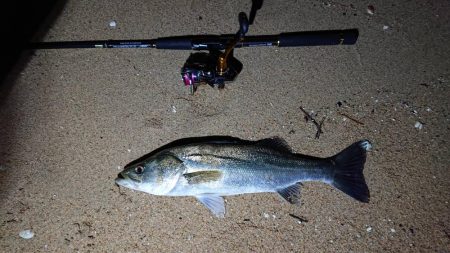 南芦屋浜シーバス 〜マイクロベイトボイル撃ち