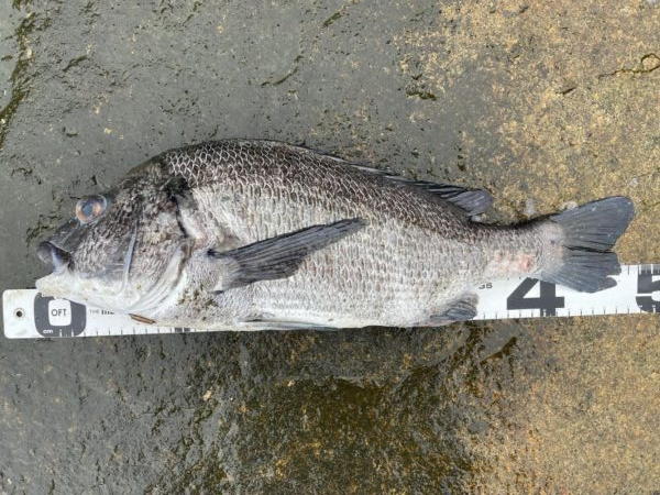 イチノ兄弟、釣果!