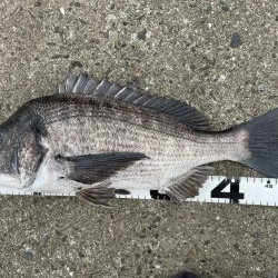 イチノ兄弟、釣果！