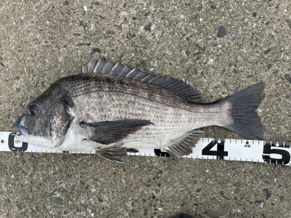 イチノ兄弟、釣果！