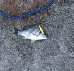 チヌもチャートカラー