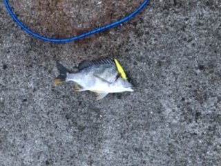 チヌもチャートカラー