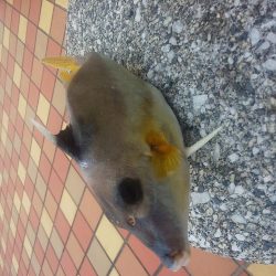 1時間で　～辰巳橋～