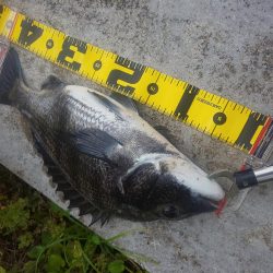 短時間釣行　～辰巳橋～