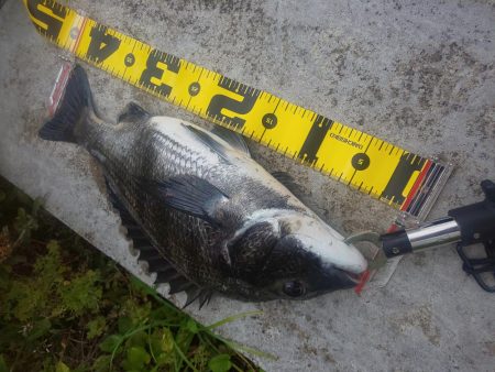 短時間釣行　～辰巳橋～