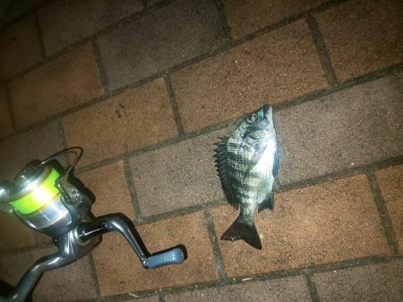 電気ウキでウキフカセ ~潮見~