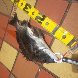 楽しめて1日　～辰巳橋・さざなみ公園～