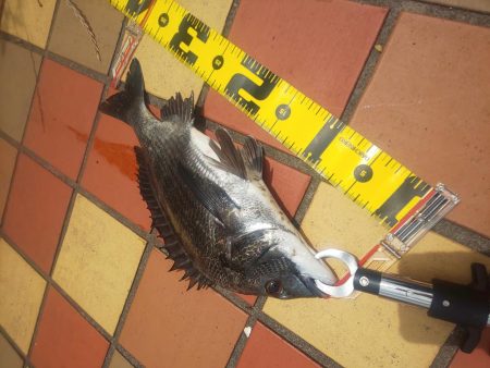 楽しめて1日　～辰巳橋・さざなみ公園～