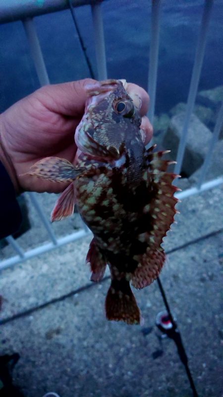 いつ行っても釣れるガシラ