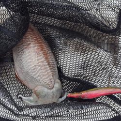 激シブエギング