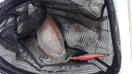 激シブエギング