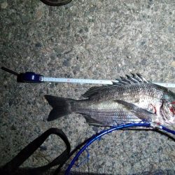 ヒラメ釣ってからルアーで釣れるまで半年かかってしまった。嬉しさ100倍