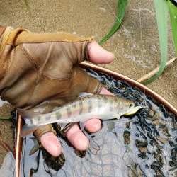 綺麗な夏ヤマメ