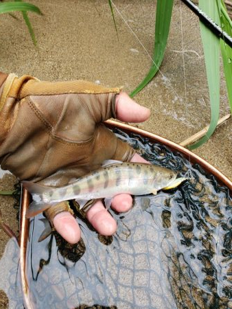 綺麗な夏ヤマメ