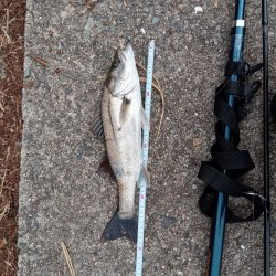 先週に引き続き釣果アリ