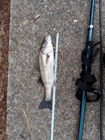 先週に引き続き釣果アリ