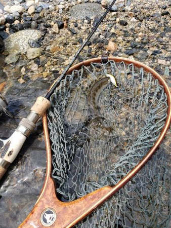 本流サイズは出なかった( ノД`)…