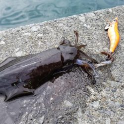 チビアオリ(^^)(–;)