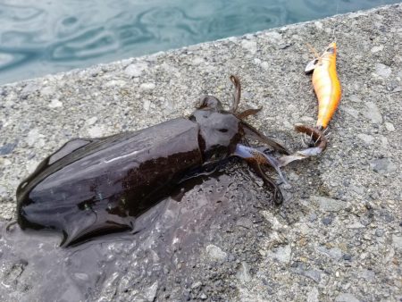 チビアオリ(^^)(–;)