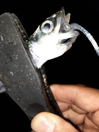 ライトゲーム37