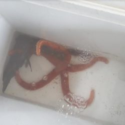 オトメベラGET!!