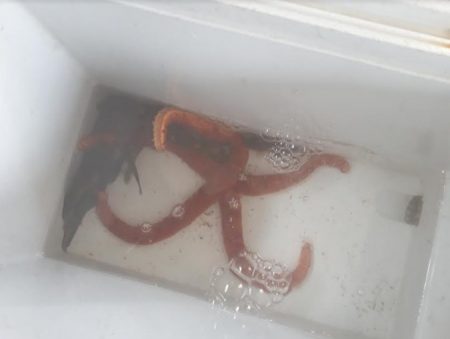 オトメベラGET!!