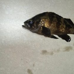 良型めばる　まだいました